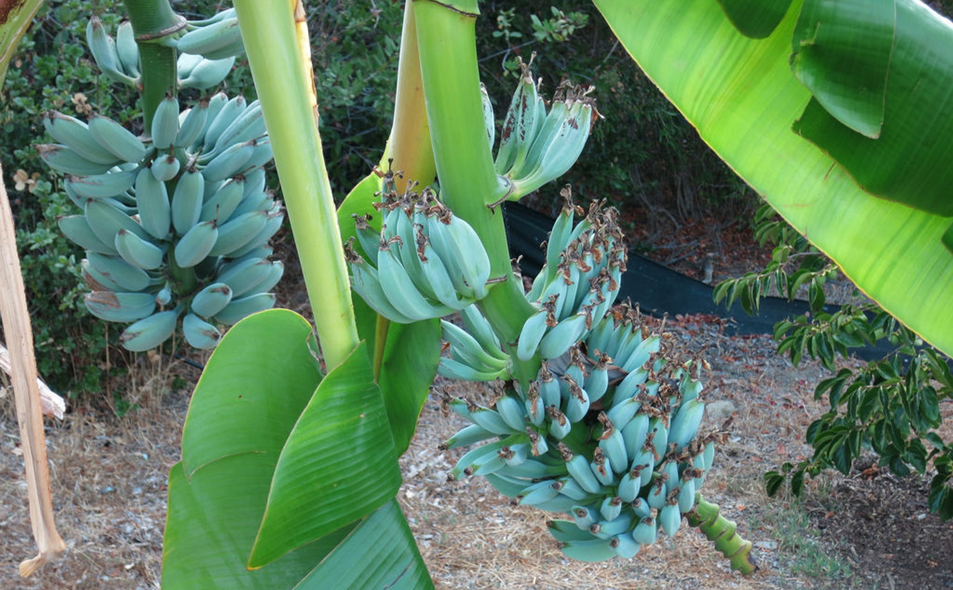 Chuối[-]blue[-]java[-]được[-]nhiều[-]người[-]chia[-]sẻ[-]trên[-]mạng[-]xã[-]hội[-]với[-]màu[-]xanh[-]đẹp[-]mắt