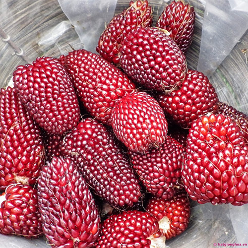 Giống[-]ngô[-]giống[-]hệt[-]trái[-]dâu[-]tây