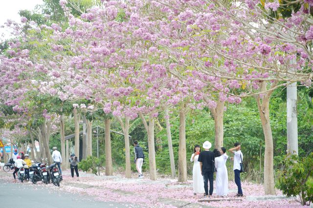 Con[-]đường[-]hoa[-]kèn[-]hồng[-]ở[-]Sóc[-]Trăng