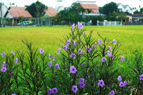Xe[-]đạp[-]chia[-]sẻ[-]ở[-]Hội[-]An:[-]Kỳ[-]vọng[-]lớn,[-]tâm[-]tư[-]nhiều