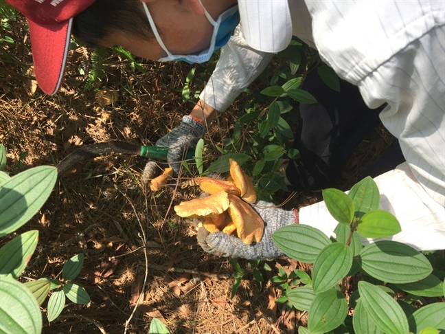 Mùa[-]đông,[-]lên[-]đồi[-]Thiên[-]An[-]săn[-]nấm[-]thông[-]rằn