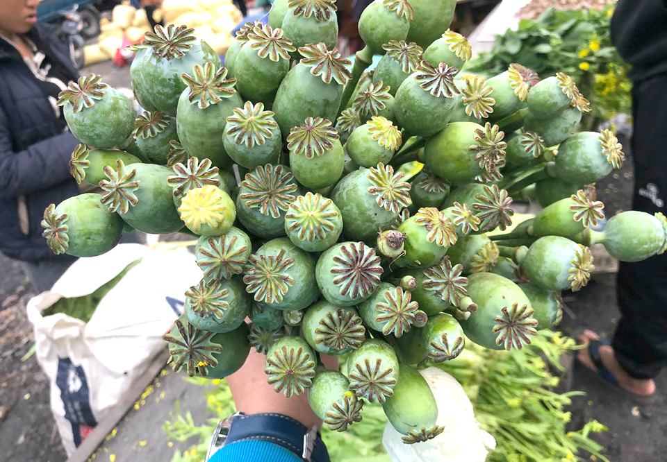 Cây[-]thuốc[-]phiện[-]bày[-]bán[-]như[-]rau[-]ở[-]chợ[-]biên[-]giới[-]Việt[-]-[-]Lào