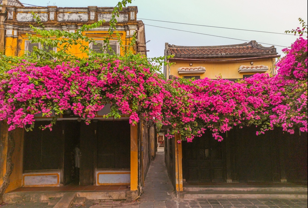 Lời[-]giải[-]cho[-]những[-]bức[-]tường[-]mang[-]màu[-]thời[-]gian[-]ở[-]Hội[-]An