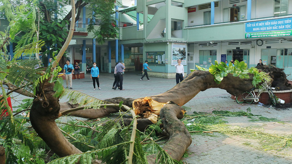 Cây[-]đổ[-]khiến[-]học[-]sinh[-]chết:[-]Còn[-]những[-]ai[-]chịu[-]trách[-]nhiệm?