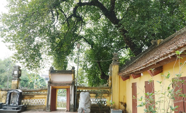 Cây[-]thị[-]thiêng[-]nghìn[-]năm[-]tuổi[-]ở[-]Hà[-]Nội