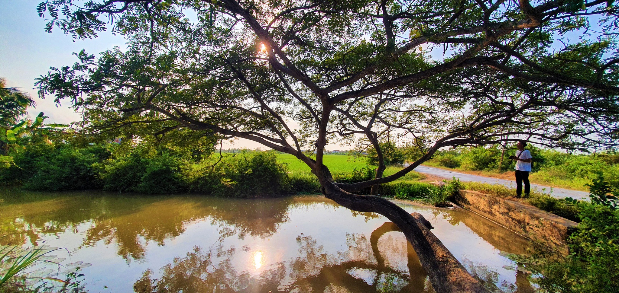 Cây[-]còng[-]"cô[-]đơn"[-]ở[-]miền[-]Tây[-]thu[-]hút[-]nhiều[-]người[-]đến[-]chụp[-]hình