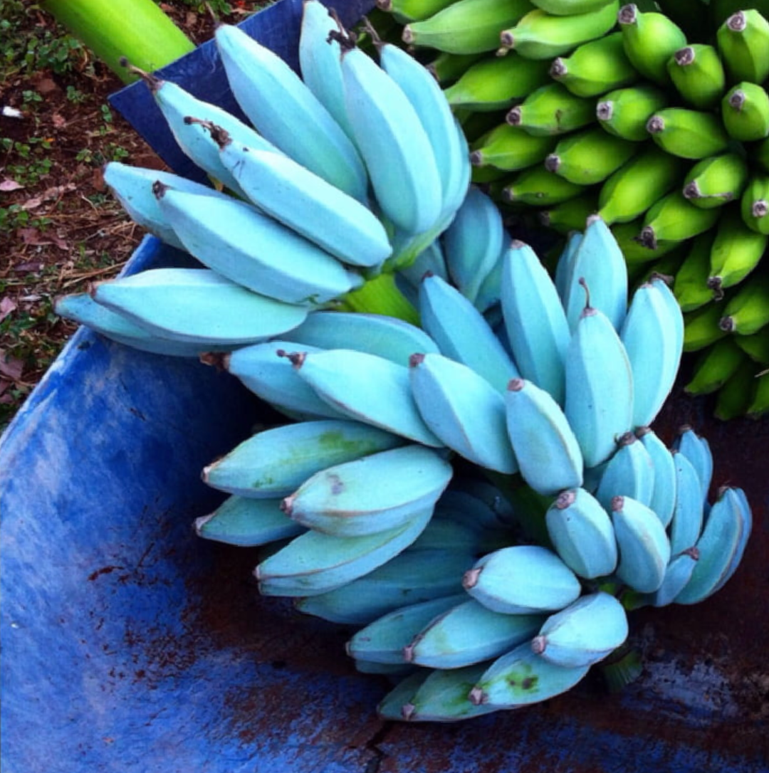 Chuối[-]blue[-]java[-]được[-]nhiều[-]người[-]chia[-]sẻ[-]trên[-]mạng[-]xã[-]hội[-]với[-]màu[-]xanh[-]đẹp[-]mắt