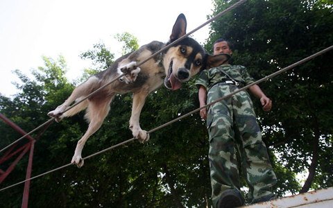 Một[-]chú[-]chó[-]nghiệp[-]vụ[-]của[-]lực[-]lượng[-]cứu[-]hỏa[-]thành[-]phố[-]Trùng[-]Khánh,[-]Trung[-]Quốc[-]tập[-]đi[-]trên[-]hai[-]dây