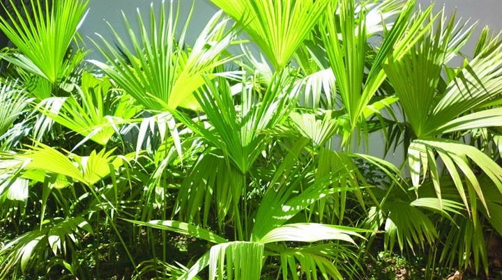 Cận[-]cảnh[-]loài[-]cây[-]độc[-]đáo[-]như[-]được[-]lai[-]giữa[-]mì[-]gói[-]và[-]bắp
