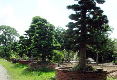 Vườn[-]tùng[-]bạc[-]tỷ[-]của[-]gia[-]đình[-]Trầm[-]Bê