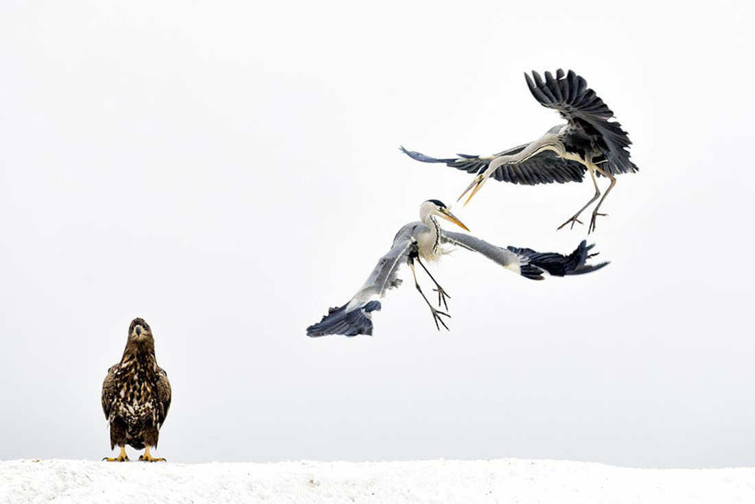 Ngắm[-]ảnh[-]thiên[-]nhiên[-]tuyệt[-]đẹp[-]đoạt[-]giải[-]của[-]NatGeo[-]năm[-]2017