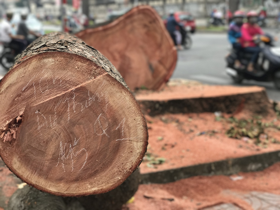 Đường[-]Tôn[-]Đức[-]Thắng[-]lạ[-]lẫm[-]khi[-]không[-]còn[-]hàng[-]cây[-]cổ[-]thụ