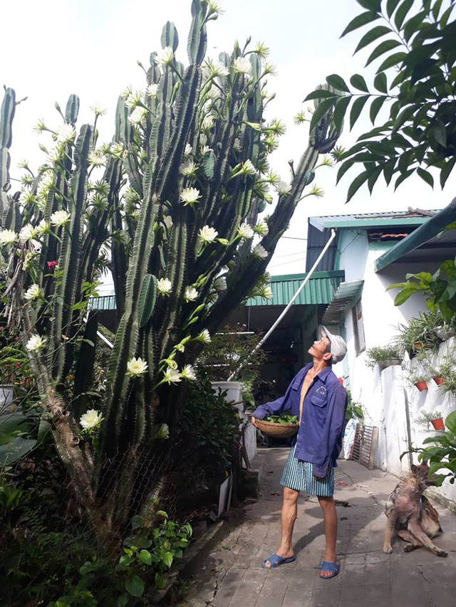 Cây[-]xương[-]rồng[-]khổng[-]lồ[-]nở[-]hoa[-]trắng[-]muốt[-]ở[-]Quảng[-]Ninh