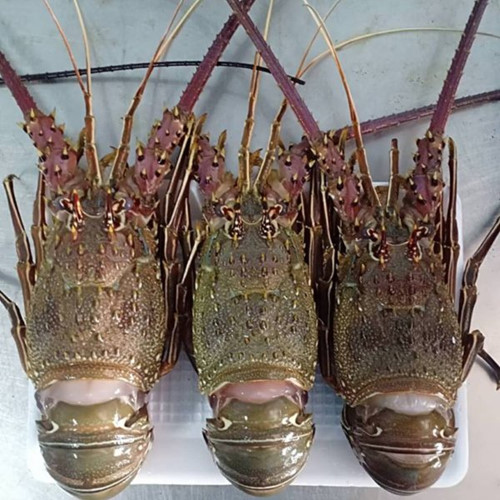 Khám[-]phá[-]tôm[-]hùm[-]Angola[-]đang[-]cực[-]“hot”[-]ở[-]Việt[-]Nam
