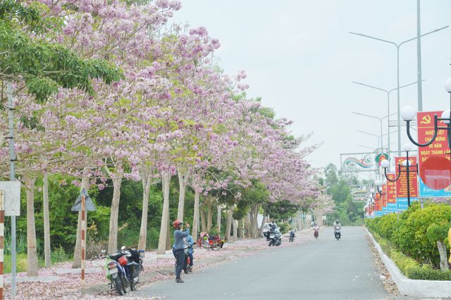 Con[-]đường[-]hoa[-]kèn[-]hồng[-]ở[-]Sóc[-]Trăng