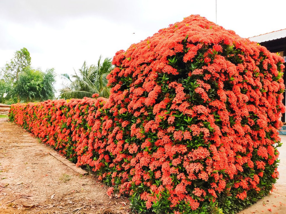 "[-]Độc[-]nhất"[-]miền[-]Tây:[-]Hàng[-]rào[-]bông[-]trang[-]đỏ[-]rực[-]vùng[-]miệt[-]thứ