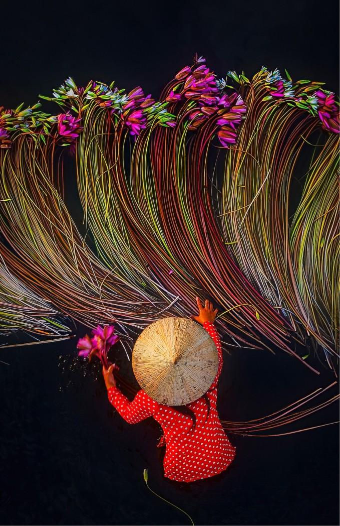 Thu[-]hoạch[-]hoa[-]súng[-]trong[-]mùa[-]nước[-]lũ[-]Tây[-]Nam[-]bộ[-]đẹp[-]nên[-]thơ[-]qua[-]ống[-]kính[-]nhiếp[-]ảnh[-]gia[-]Việt