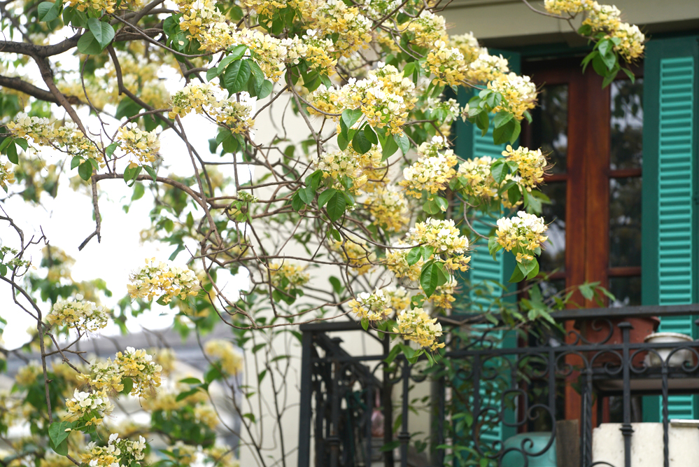 Cây[-]hoa[-]bún[-]-[-]''báu[-]vật''[-]300[-]năm[-]tuổi[-]giữa[-]lòng[-]Hà[-]Nội