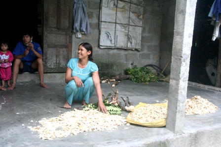 Hàng[-]trăm[-]nhà[-]dân[-]đã[-]vào[-]đào[-]cây[-]về[-]nhà[-]để[-]dành[-]chứ[-]cũng[-]chưa[-]biết[-]bán[-]cho[-]ai