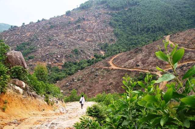 [-]Bình[-]Định:[-]“Cạo[-]trọc”[-]rừng[-]đầu[-]nguồn[-]để[-]trồng[-]rừng[-]thay[-]thế[-](?!)