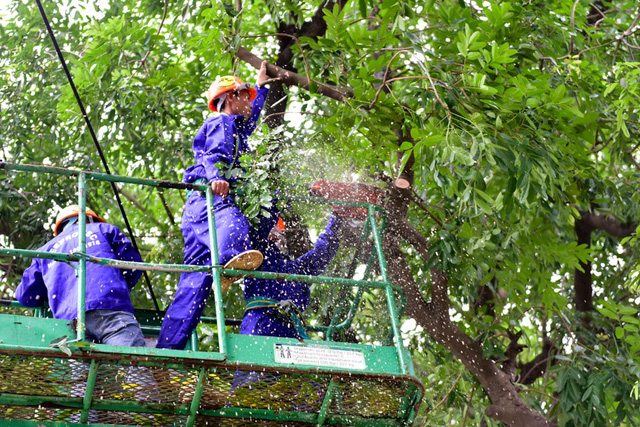 Hà[-]Nội[-]bắt[-]đầu[-]chặt[-]hạ[-]gần[-]1.300[-]cây[-]xanh[-]trên[-]đường[-]Phạm[-]Văn[-]Đồng
