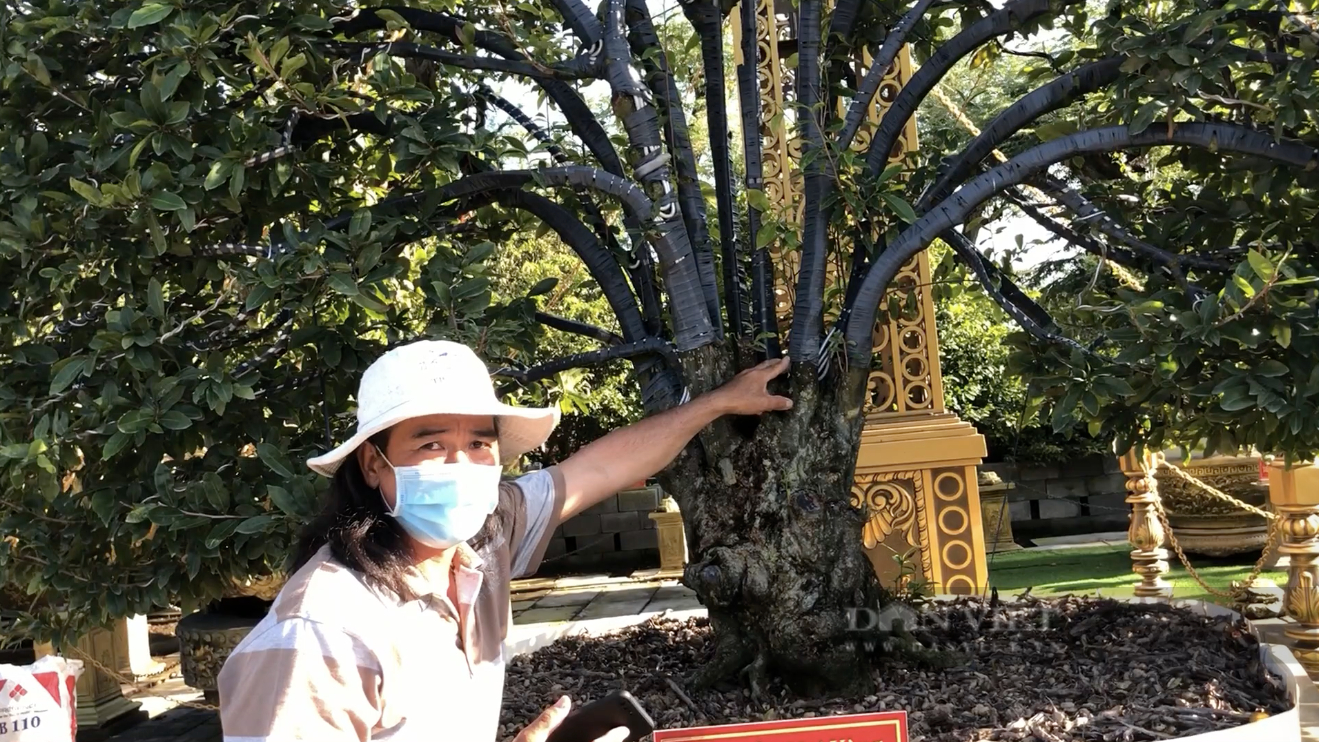 Đồng[-]Tháp:[-]Cặp[-]mai[-]vàng[-]xòe[-]như[-]cái[-]quạt[-]giấy[-]