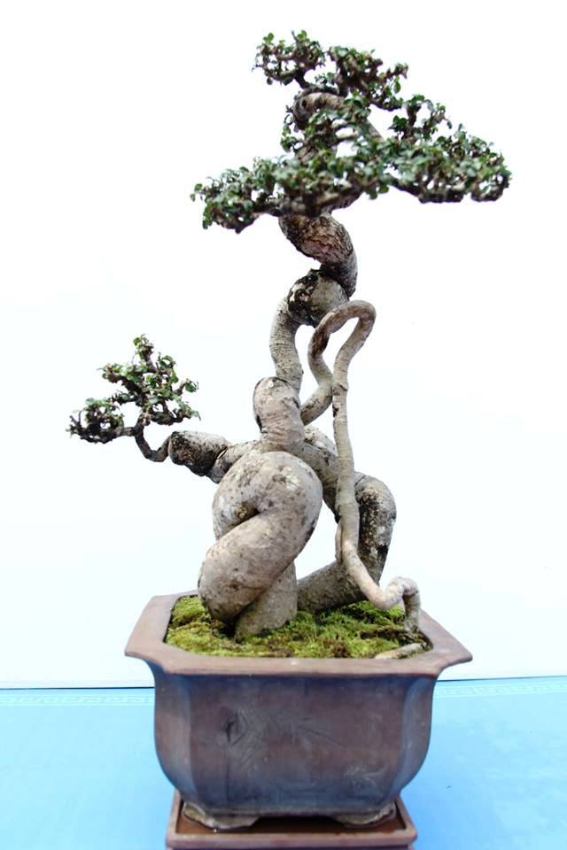 Xôn[-]xao[-]2[-]kiệt[-]tác[-]hiếm[-]có[-]khó[-]tìm[-]trình[-]làng[-]cây[-]ở[-]Thủ[-]đô