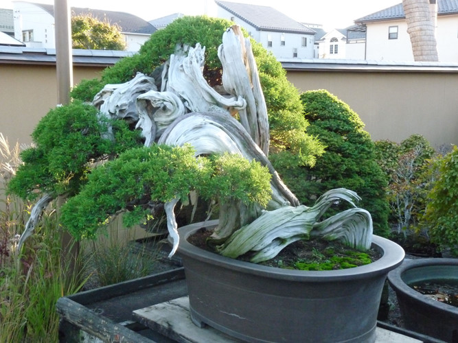 7[-]cây[-]bonsai[-]“thọ”[-]nhất[-]thế[-]giới