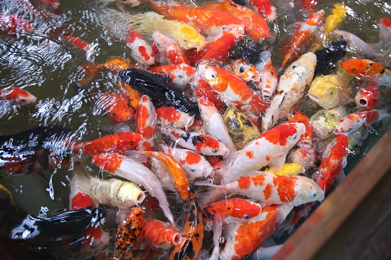 Uống[-]cà[-]phê[-]giữa[-]hồ[-]cá[-]Koi[-]tiền[-]tỉ[-]ở[-]Sài[-]Gòn