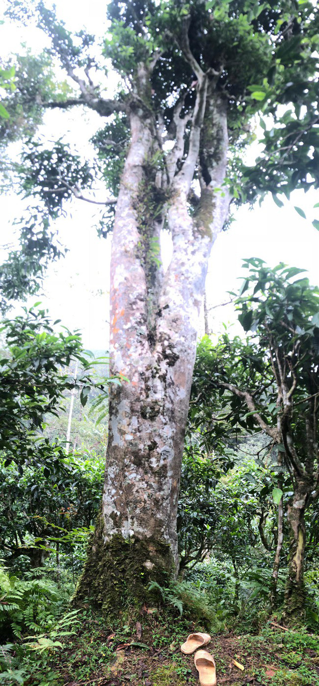 Loại[-]trà[-]đặc[-]biệt[-]Trung[-]Quốc[-]bán[-]gần[-]40[-]tỷ[-]đồng/kg,[-]Việt[-]Nam[-]còn[-]cả[-]rừng