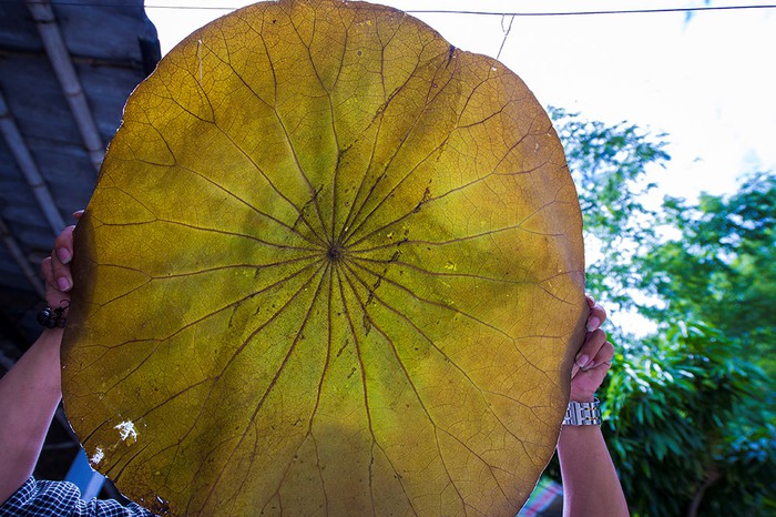 Nón[-]lá[-]sen[-]xứ[-]Huế[-]cuốn[-]hút[-]từ[-]ánh[-]nhìn[-]đầu[-]tiên