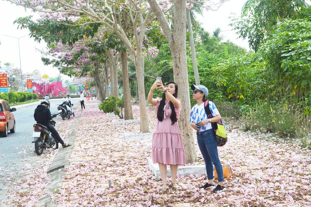 Con[-]đường[-]hoa[-]kèn[-]hồng[-]ở[-]Sóc[-]Trăng