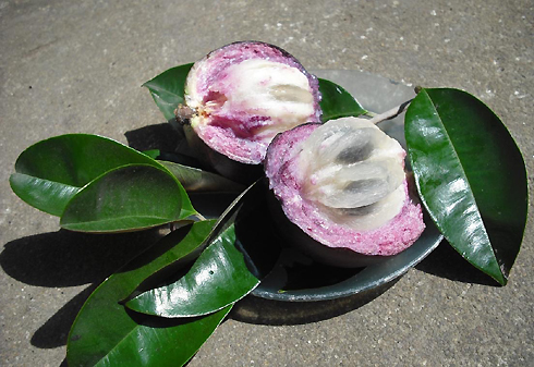 Vĩnh[-]Kim[-]thuộc[-]huyện[-]Châu[-]Thành,[-]tỉnh[-]Tiền[-]Giang.[-]Sở[-]dĩ[-]có[-]tên[-]vú[-]sữa[-]lò[-]rèn[-]vì[-]giống[-]vú[-]sữa[-]này[-]do[-]một[-]người[-]thợ[-]rèn[-]nhân[-]giống[-]trồng[-]trong[-]vườn[-]nhà[-]mình,[-]sau[-]đó[-]thấy[-]ngon[-]nên[-]phát[-]triển[-]cho[-]dân[-]làng[-]Vĩnh[-]Kim[-]trồng.[-]Người[-]ta[-]nhớ[-]ơn[-]nên[-]lấy[-]lò[-]rèn[-]đặt[-]tên[-]cho[-]trái[-]vú[-]sữa.[-]Vú[-]sửa[-]lò[-]rèn[-]quả[-]tròn,[-]màu[-]trắng,[-]mỏng[-]vỏ,[-]nhỏ[-]hạt,[-]dày[-]ruột,[-]lúc[-]chín[-]vỏ[-]chuyển[-]sang[-]màu[-]phơn[-]phớt[-]vàng[-]hồng.