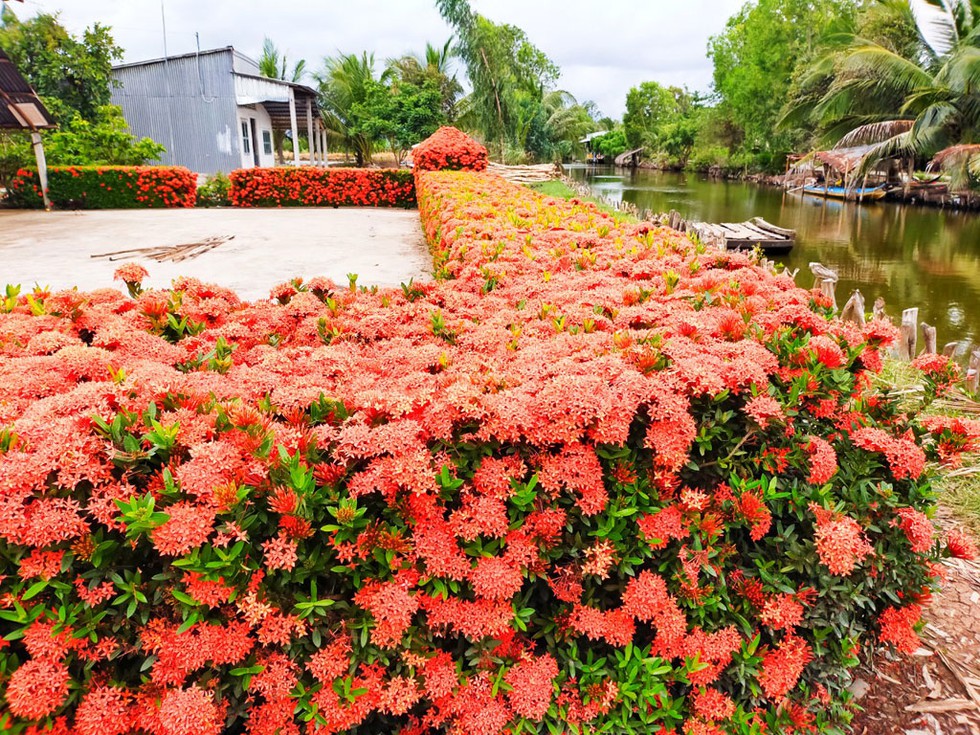 "[-]Độc[-]nhất"[-]miền[-]Tây:[-]Hàng[-]rào[-]bông[-]trang[-]đỏ[-]rực[-]vùng[-]miệt[-]thứ