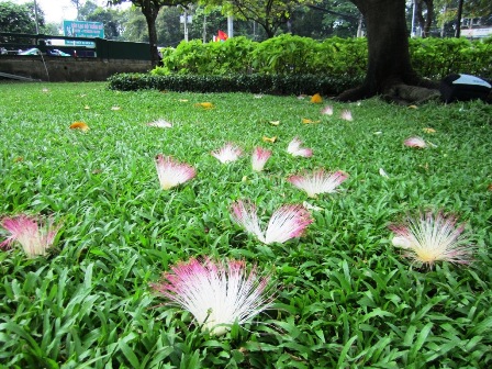 Sau[-]khi[-]cánh[-]nhụy[-]rơi[-]xuống...