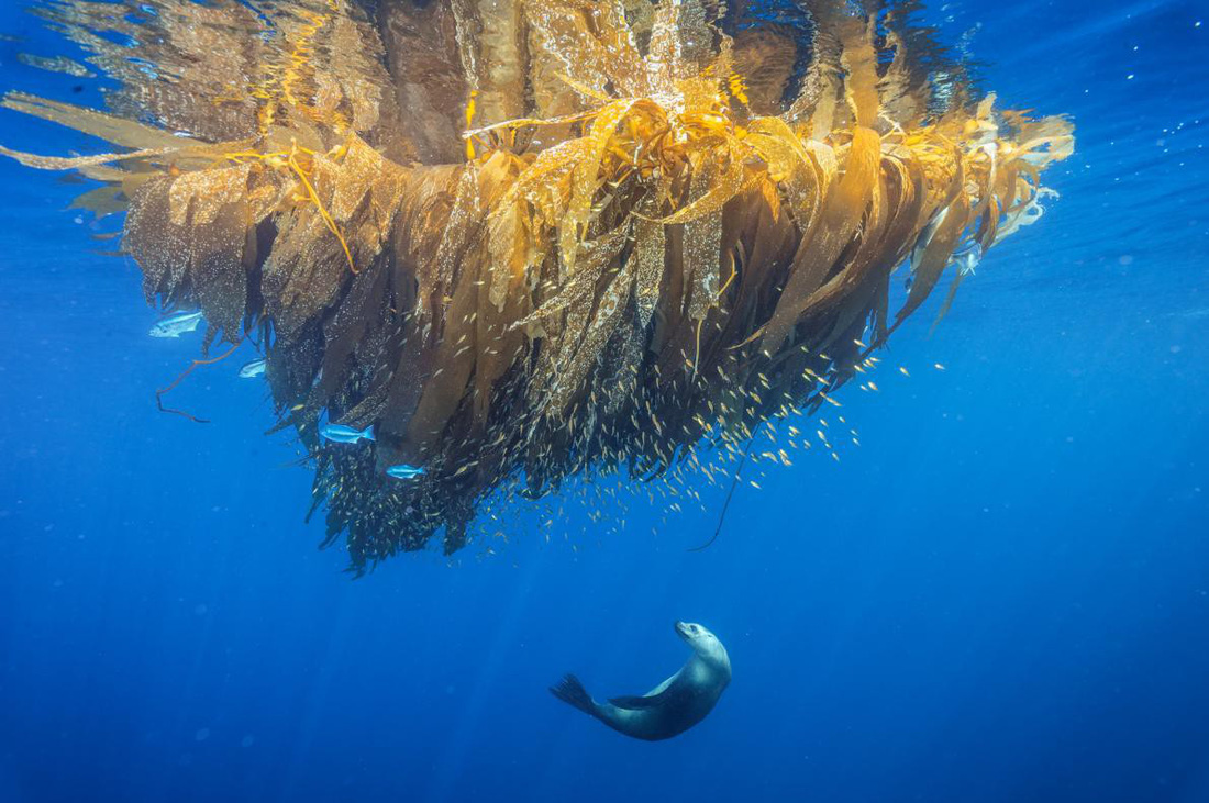 Những[-]bức[-]ảnh[-]xuất[-]sắc[-]nhất[-]của[-]NatGeo[-]năm[-]2017