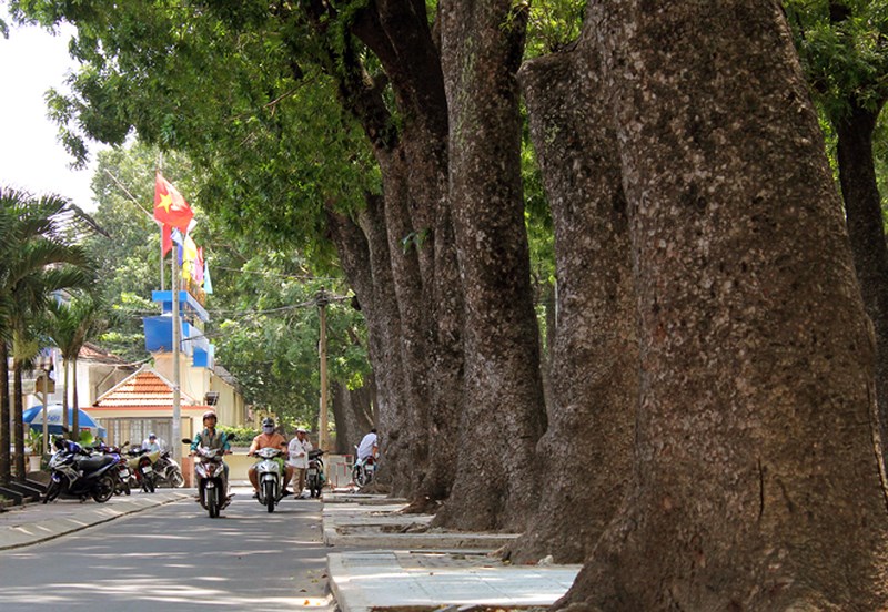 Cổ[-]thụ[-]không[-]còn,[-]thương[-]nhớ[-]lắm[-]người[-]ơi...
