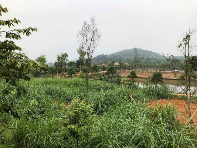Thứ[-]trưởng[-]Bộ[-]TN-MT[-]mua[-]gom[-]hàng[-]chục[-]ngàn[-]mét[-]vuông[-]đất[-]lâm[-]trường
