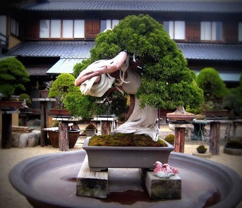 7[-]cây[-]bonsai[-]“thọ”[-]nhất[-]thế[-]giới