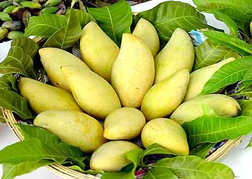 Xoài[-]cát[-]Hòa[-]Lộc[-]là[-]một[-]thương[-]hiệu[-]trái[-]cây[-]nổi[-]tiếng[-]ở[-]Nam[-]bộ[-]từ[-]rất[-]lâu.[-]Hòa[-]Lộc[-]là[-]tên[-]cũ[-]của[-]xã[-]Hòa[-]Hưng,[-]huyện[-]Cái[-]Bè,[-]tỉnh[-]Tiền[-]Giang[-]bây[-]giờ.[-]Đây[-]là[-]vùng[-]đất[-]phù[-]sa[-]ven[-]sông[-]nên[-]rất[-]nhiều[-]chất[-]dinh[-]dưỡng[-]cho[-]thân[-]cây[-]xoài[-]cát.