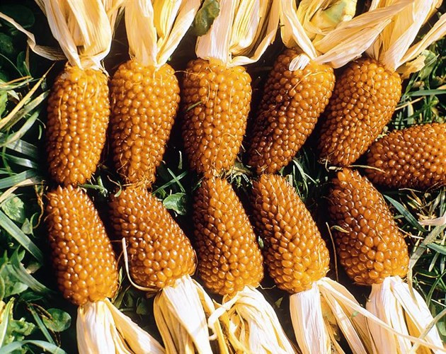 Giống[-]ngô[-]giống[-]hệt[-]trái[-]dâu[-]tây