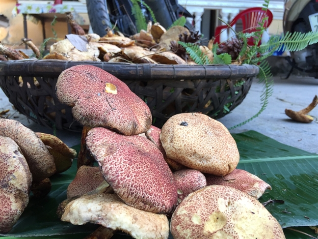Mùa[-]đông,[-]lên[-]đồi[-]Thiên[-]An[-]săn[-]nấm[-]thông[-]rằn