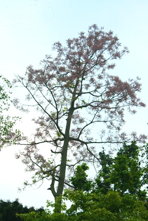 Thân[-]Ngô[-]đồng[-]thẳng[-]tắp
