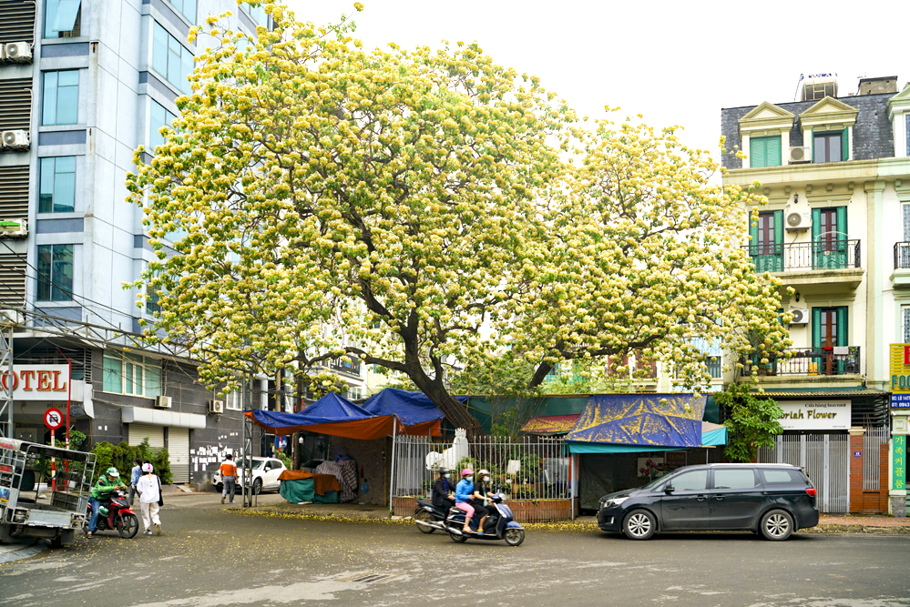 Cây[-]hoa[-]bún[-]-[-]''báu[-]vật''[-]300[-]năm[-]tuổi[-]giữa[-]lòng[-]Hà[-]Nội