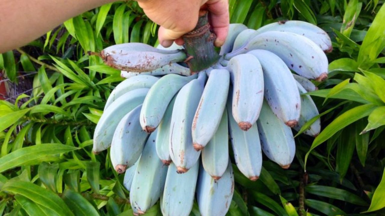 Chuối[-]blue[-]java[-]được[-]nhiều[-]người[-]chia[-]sẻ[-]trên[-]mạng[-]xã[-]hội[-]với[-]màu[-]xanh[-]đẹp[-]mắt