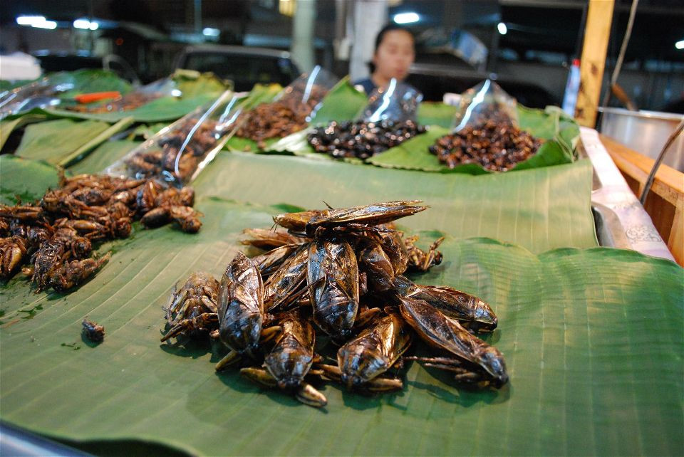Nơi[-]ngắm[-]những[-]côn[-]trùng[-]to[-]như[-]ở[-]thời[-]tiền[-]sử
