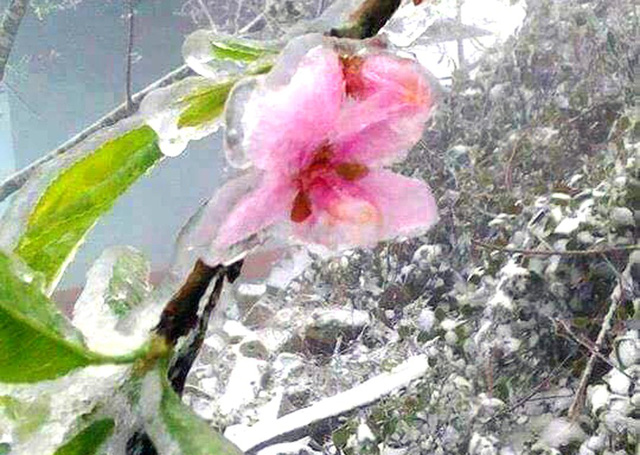 Băng[-]giá[-]kỳ[-]thú,[-]bất[-]ngờ[-]tại[-]miền[-]Tây[-]xứ[-]Nghệ