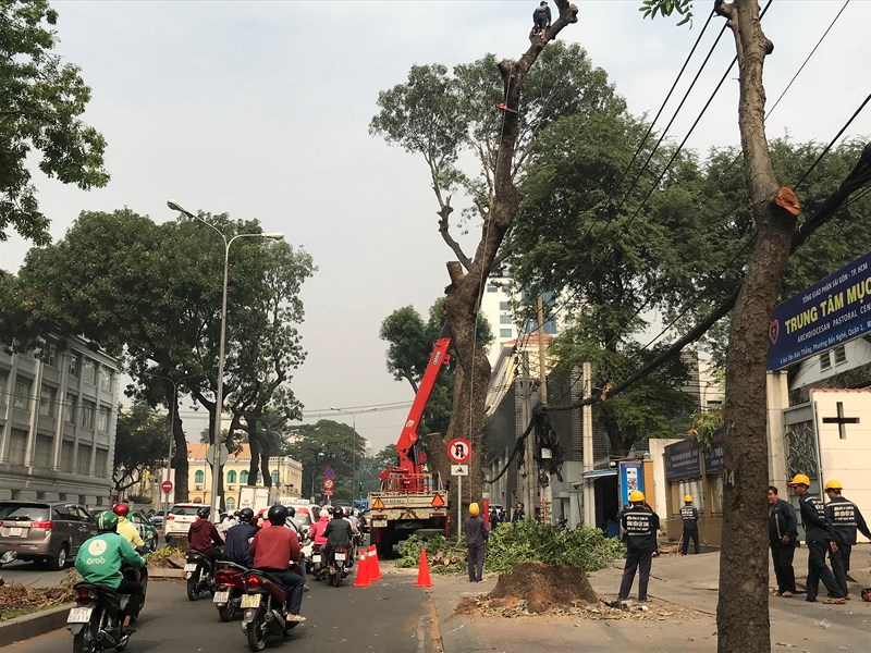 Cổ[-]thụ[-]không[-]còn,[-]thương[-]nhớ[-]lắm[-]người[-]ơi...