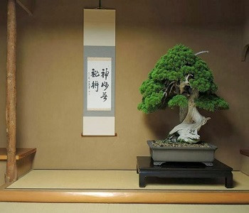 7[-]cây[-]bonsai[-]“thọ”[-]nhất[-]thế[-]giới