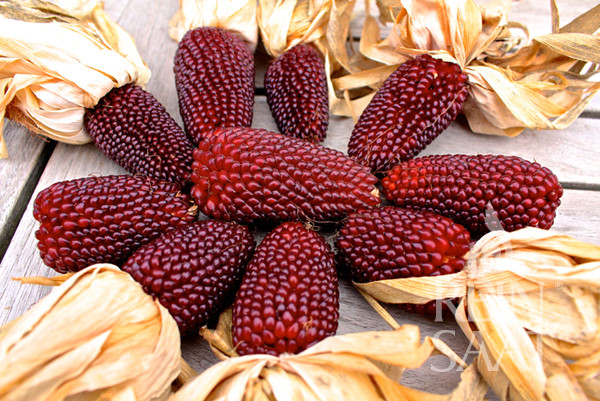 Giống[-]ngô[-]giống[-]hệt[-]trái[-]dâu[-]tây